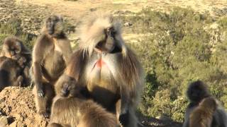 Gelada Baboons Simien Mountains Ethiopia [upl. by Nadnarb]