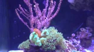 Great addition to most reef tanks Clown Gobies [upl. by Llednav758]