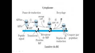 synthèse protéique au niveau du cytosol et le réticulum [upl. by Naasah297]