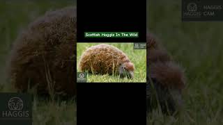 The wild Scottish Haggis animals in the wild [upl. by Enelahs832]