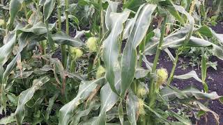 Louden Farms Ear Formation on the Corn [upl. by Asiat]