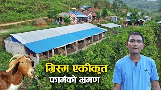 ग्रिस्म एकीकृत फार्म भित्रको बाख्रा पालन यस्तो छ  Goat farm visit with Gopi Dankoti [upl. by Simsar]