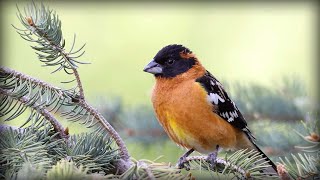 Blackheaded Grosbeak Pheucticus melanocephalus [upl. by Fanechka453]