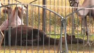 Les animaux sous la canicule Troyes [upl. by Adnawyek]