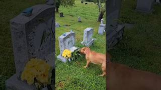 Dog Finds Grandmas Grave [upl. by Schubert302]