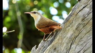 Canyon Wren  Pat ONeil Bird IDs [upl. by Ojybbob883]