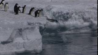 Adelie penguin group diving from sea ice [upl. by Charpentier]