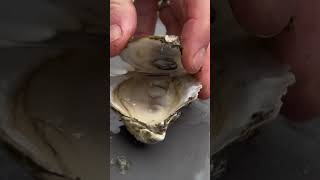 1 Whole Foods Oysters Part 4 cotuit oystertastetest oysters [upl. by Lletnahc]