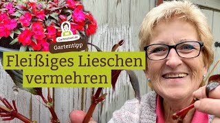 Fleißiges Lieschen vermehren  Möglichkeiten und Anleitung für Stecklinge [upl. by Reggi]