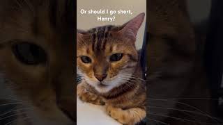 Going long Covered Calls henrythebengal cat bengalcatsworld bengalcat happycat funnycats [upl. by Fink]