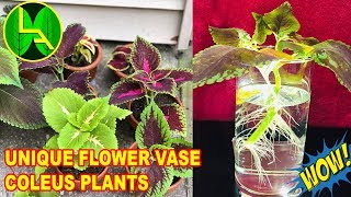 how to propagate coleus from cuttings  everyone can do it easily [upl. by Jez]