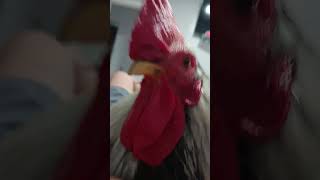 My chicken singing🐓🐓 [upl. by Edge]