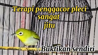 suara pleci jantan Dan pleci betina bersautan [upl. by Ahgem]