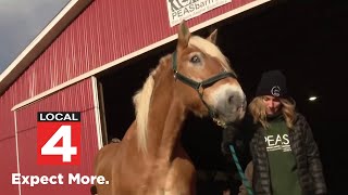 Metro Detroit community rallies for rescued blind horse’s vision restoration [upl. by Ailehs]