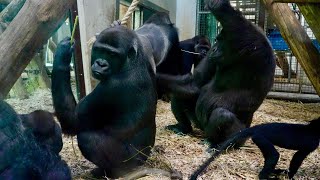 Gorillas Are Wary When Silverback Approaches Baby [upl. by Terti769]