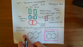 Soluble Guanylate Cyclase Part 6 [upl. by Florian60]