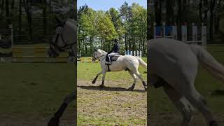 1 E Springen 🐎💨 Leider ein Fehler horsejumping [upl. by Seugram]