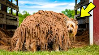 Vet Turns Pale When He Sees a Dog Trapped Beneath 35 Pounds of Fur quotThis is Not a Dogquot [upl. by Lentha]