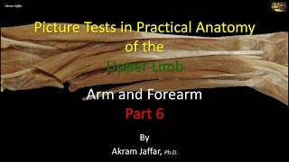 Picture tests in upper limb anatomy arm and forearm 6 [upl. by Tankoos369]