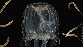 Jellyfish have 24 eyes and can make mental maps without a brain [upl. by Shishko]