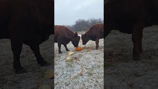 Dexter cows in the winter homestead cows winter snow [upl. by Cooper458]