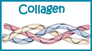 Collagen  Structure classification biosynthesis and clinical importance [upl. by Lenette]