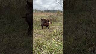 The primary difference between a German shorthaired pointer and wirehaired pointing griffon 😂😂 [upl. by Seow]