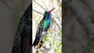 Broadbilled Hummingbird Sounds Video Soothing Nature Sounds [upl. by Parry]