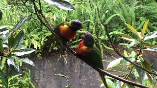 Rainbow lorikeet feeding its baby [upl. by Labina]