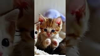 Cute Kitten Clapping Paws 😻 Watch the Cuteness 🐾 [upl. by Erdei611]