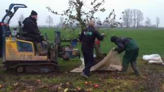 Fruitbomen rooien door loonbedrijfvankleefnl [upl. by Lekkim120]