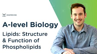 Lipids Structure and Function of Phospholipids  Alevel Biology  OCR AQA Edexcel [upl. by Kane]