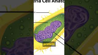 Antibiotics Explained [upl. by Mines]