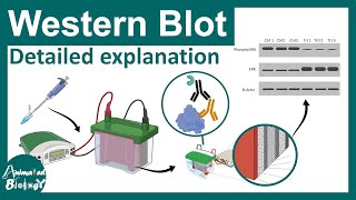 Western blot explained in details  Applications of western blot  CSIR NET [upl. by Pangaro140]