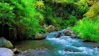 Relaxing river sounds water sounds rainforest sounds nature sounds for sleeping asmr for sleep [upl. by Atteuqcaj521]