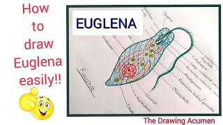 How to draw Euglena Viridis diagram Euglena ko easily kaise draw kare step by step for beginners [upl. by Einot495]