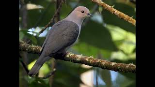 Ducula lacernulata Dark backed Imperial Pigeon [upl. by Moule201]