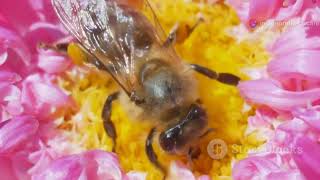 The Buzzing Life of a Honey Bees [upl. by Samalla]