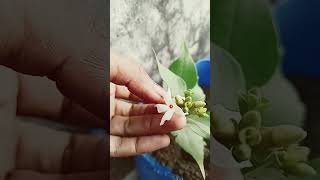 Parijat ka paudha gardening plants garden grow youtubeshorts shorts [upl. by Faith]