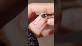 Gel spider 🕷️🕸️ nails 😯 design shorts nailart viralshorts youtubeshorts trending [upl. by Elconin]