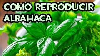 Como reproducir Albahaca por Esquejes  Sin Hormonas [upl. by Yraht]