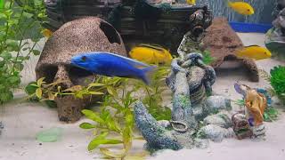 African cichlids fighting [upl. by Adnert]