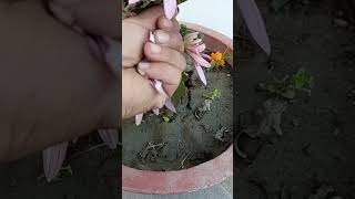 I Am Flower Lover shortvideo youtube ♥️🙏 [upl. by Harneen]