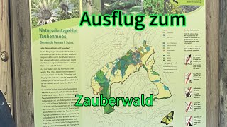 Zauberwald Bernau Schwarzwald [upl. by Armillia]