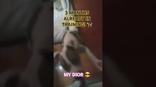 MY DIOR 3 MONTHS PITBULL doglover animallover pitbully pitbull petlover animaltrainer [upl. by Nosyrb]