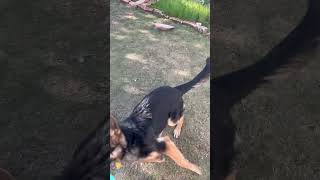 German Shepherd dog dog kutta shorts viral dogfarm [upl. by Yobybab]