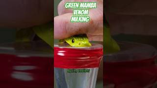 Green mamba that killed dingo dinkelmann snake venom milking fir science [upl. by Aenitsirhc353]