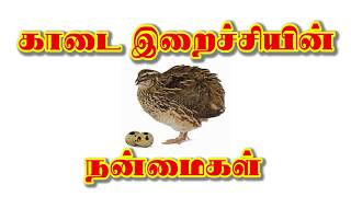 Benefit of Kadai in Tamil காடை இறைச்சியின் நன்மைகள் [upl. by Tynan]