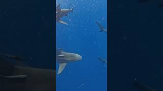 Bull Shark Vs Tiger Shark Who Is More Dangerous [upl. by Assej]