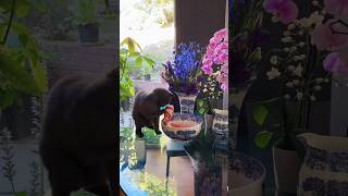 Can fisherman catsvideo cat fishercat exoticcats funnycat [upl. by Oinoitna]